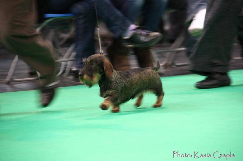 Crufts2011_2 987.jpg